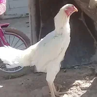 خروس ومرغ لاری|حیوانات مزرعه|ماهدشت, |دیوار