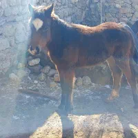 حیوانات اهلی