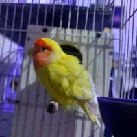 فروش کوتوله و عروس هلندی