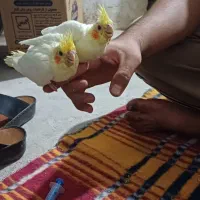 جوجه عروس سرلاکی