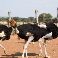 فروش مزرعه پرورش شترمرغ