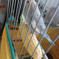 عروس هلندی ماده رام و دستی