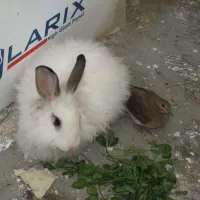 خرگوش|موش و خرگوش|مهاباد (آذربایجان غربی), |دیوار