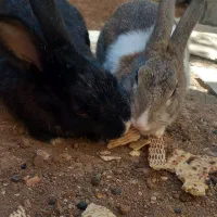 خرگوش و مرغ عشق با قفس|پرنده|شباب, |دیوار