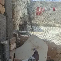 کله سرخ نر
