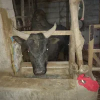 ورزا چالوسی ۴ ساله|حیوانات مزرعه|خمام, |دیوار