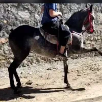 مادیان کرد مدارک کامل