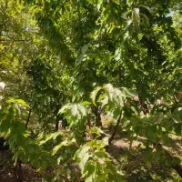 زمین مسکونی 220متری مسکن