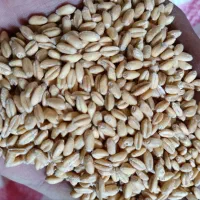 گندم بذری کراس
