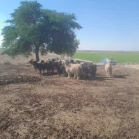 بز داشت ۹جفت|حیوانات مزرعه|اندیمشک, |دیوار