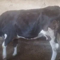 گاوالمانی وگوساله سمینتال