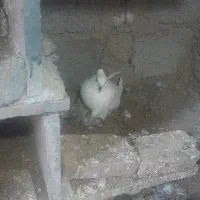 کبوتر پرشی