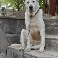 سگ الابای اصل روس یک سال و نیم