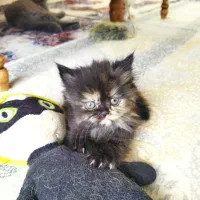 بچه گربه پرشین اشرافی خالص چشم ابی|گربه|چهاردانگه (تهران), |دیوار