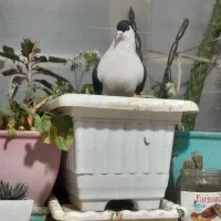 ۱۴ عدد کفتر فروشی سر و کله دار