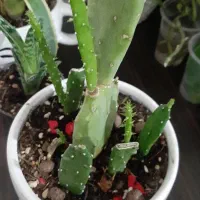 خدمات تخصصی نگهداری و احیای گل و گیاه آپارتمانی|خدمات باغبانی و درختکاری|تهران, ونک|دیوار
