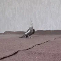 عروس هلندی مولد اماده|پرنده|کرمانشاه, |دیوار