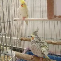 یک جفت عروس هلندی مولد جوجه بده|پرنده|تهران, یافت‌آباد|دیوار