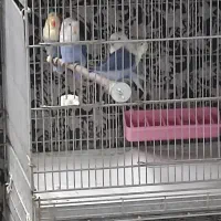 کوتوله رنگ خاص|پرنده|قم, لسانی|دیوار