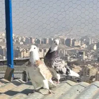 کفتر هما پرشی