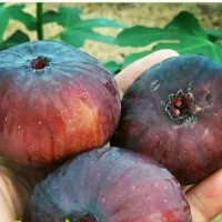پیش‌فروش نهال انجیر یزدی لیبل دار