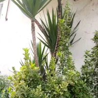 گل سرحال و فوق العاده ۱۰ساله یوکا|گل و گیاه طبیعی|رشت, اسماعیل آباد|دیوار