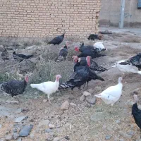 بوقلمون|حیوانات مزرعه|مرودشت, رامجرد یک|دیوار