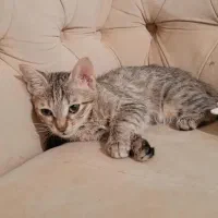 واگذاری گربه خونگی