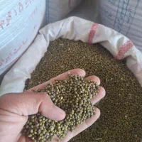 گندم  جو کسن|عمده‌فروشی|لردگان, |دیوار