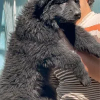 سگ ژرمن شولاین بلک موبلند کینگ سایزحرفه ای