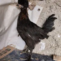 جوجه گلین،گردن لختی،کاکلی،محلی اصیل و مرغ و خروس