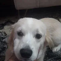 سگ شیتزو پامر|سگ|آبادان, |دیوار