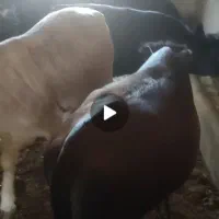 فروش گوساله ماده چاق