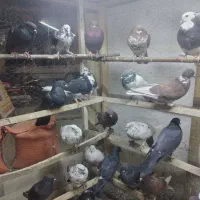 فروش  کبوتر