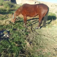 اسب|حیوانات مزرعه|هریس, |دیوار