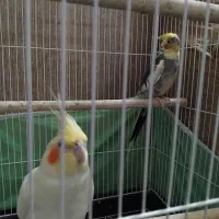 عروس هلندی