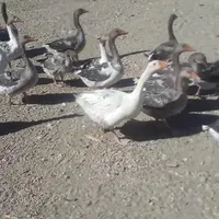 فروش غازدرجه ۱