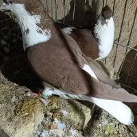 خوشرنگ سرخ کاکلی