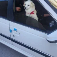 پاپی نر پامرین لوس و شیطون