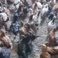 جوجه