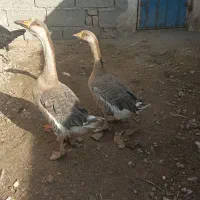 قوغاز فروشی