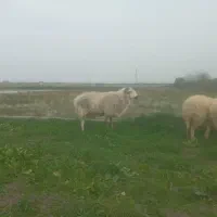 گوسفند نر جوان