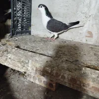 جوجه مصافتی|پرنده|فاضل آباد, |دیوار