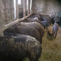 گوسفند نر پرواری