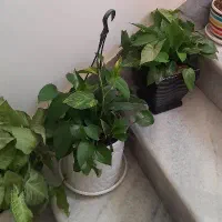 وسایل فروشی|حراج|سنندج, |دیوار