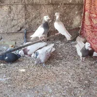 کفتر طوقی|پرنده|رضویه, |دیوار