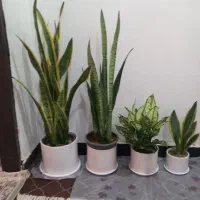 سبز لباس