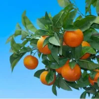 خریدار نارنج و بذر نارنج