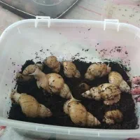 حلزون|آرایشی، بهداشتی، درمانی|پیر سلیمان, |دیوار