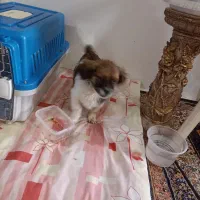 توله اشپیتز پامر